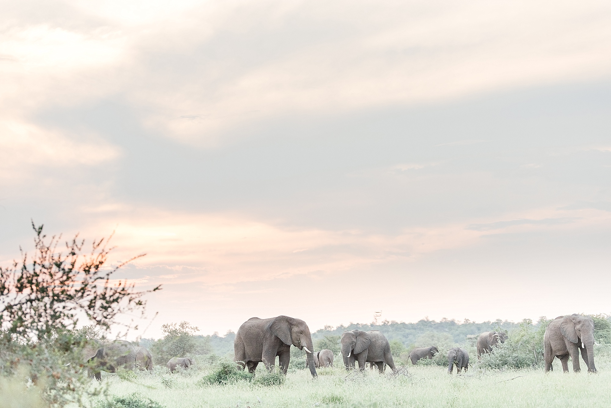 Darren_Bester_Travel_Photographer_Ingwelela_Kruger_Safari_0015.jpg