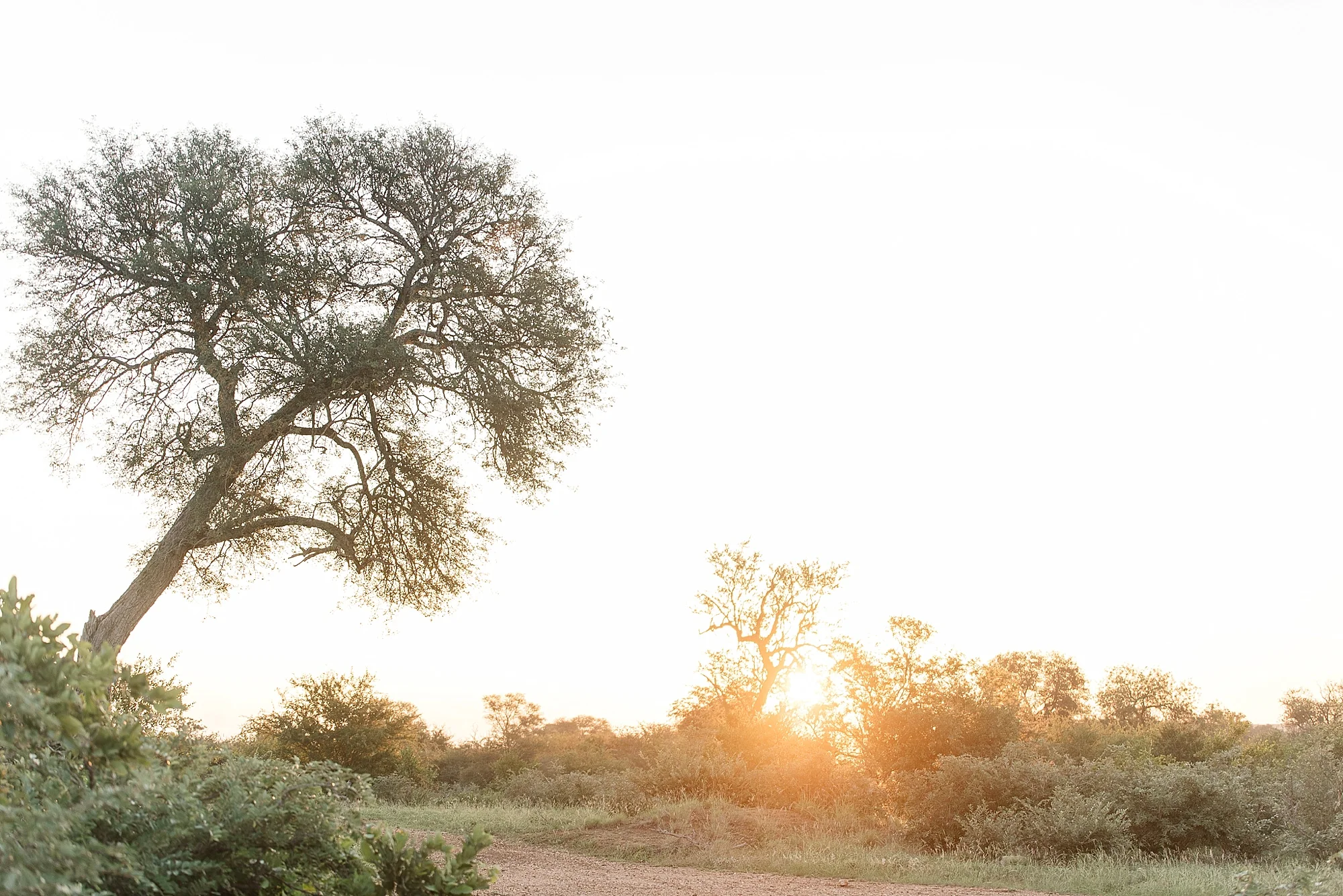 Darren_Bester_Travel_Photographer_Ingwelela_Kruger_Safari_0016.jpg