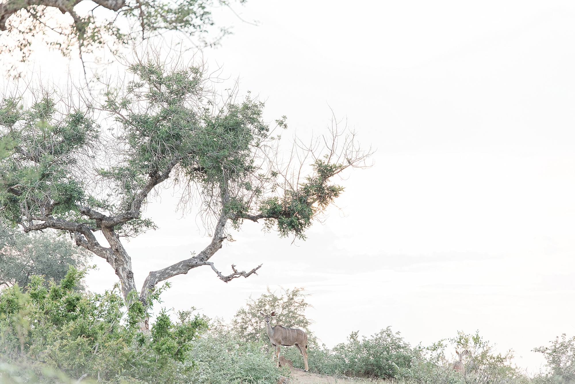 Darren_Bester_Travel_Photographer_Ingwelela_Kruger_Safari_0031.jpg