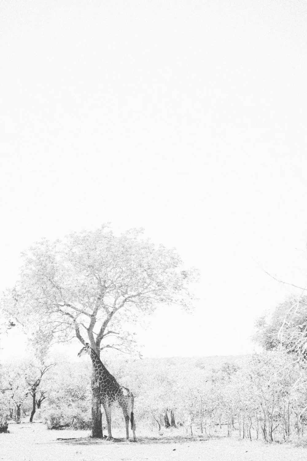 www.darrenbester.co.za-Solitude_LowRes.jpg