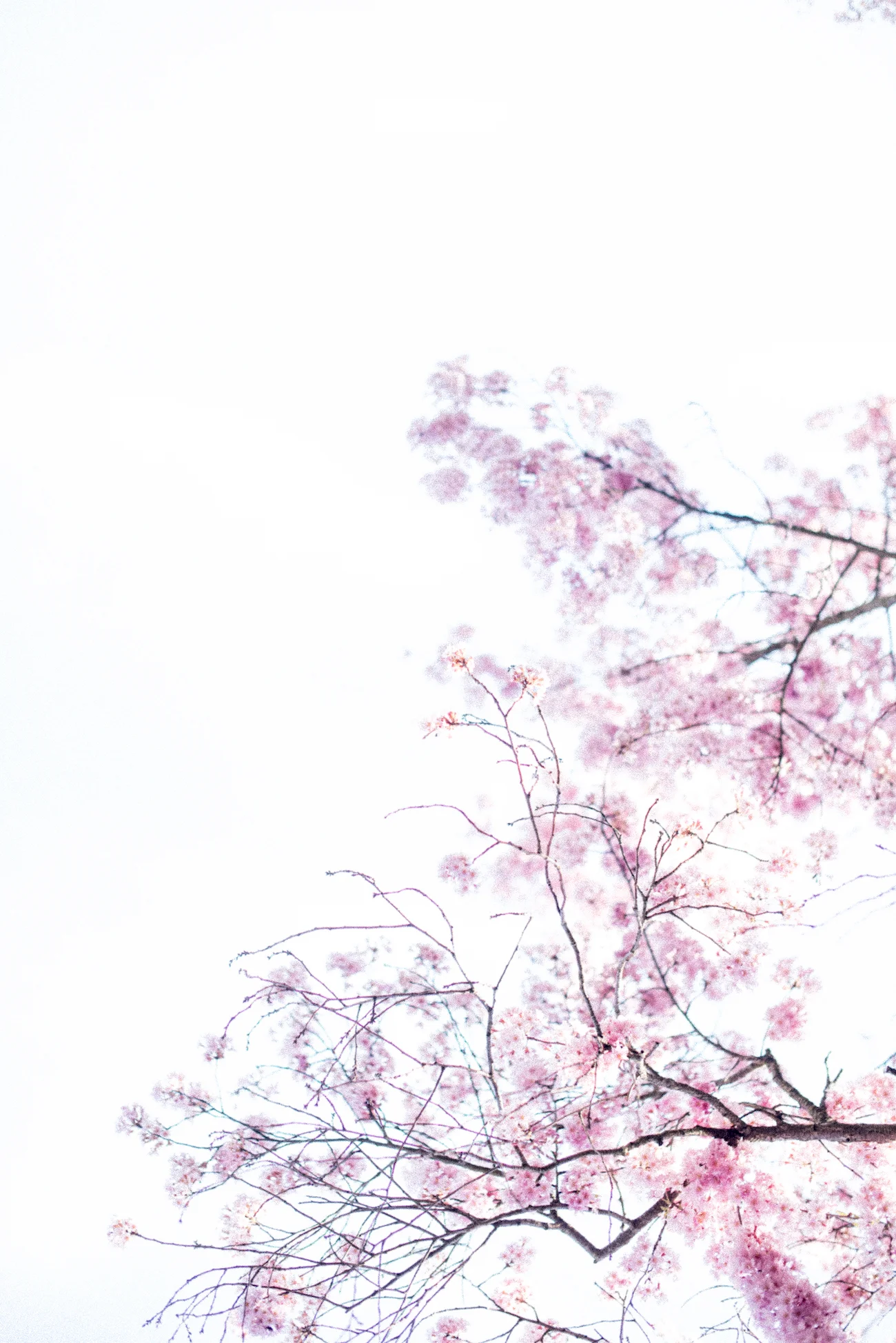www.darrenbester.co.za-Blossom2 LowRes.jpg