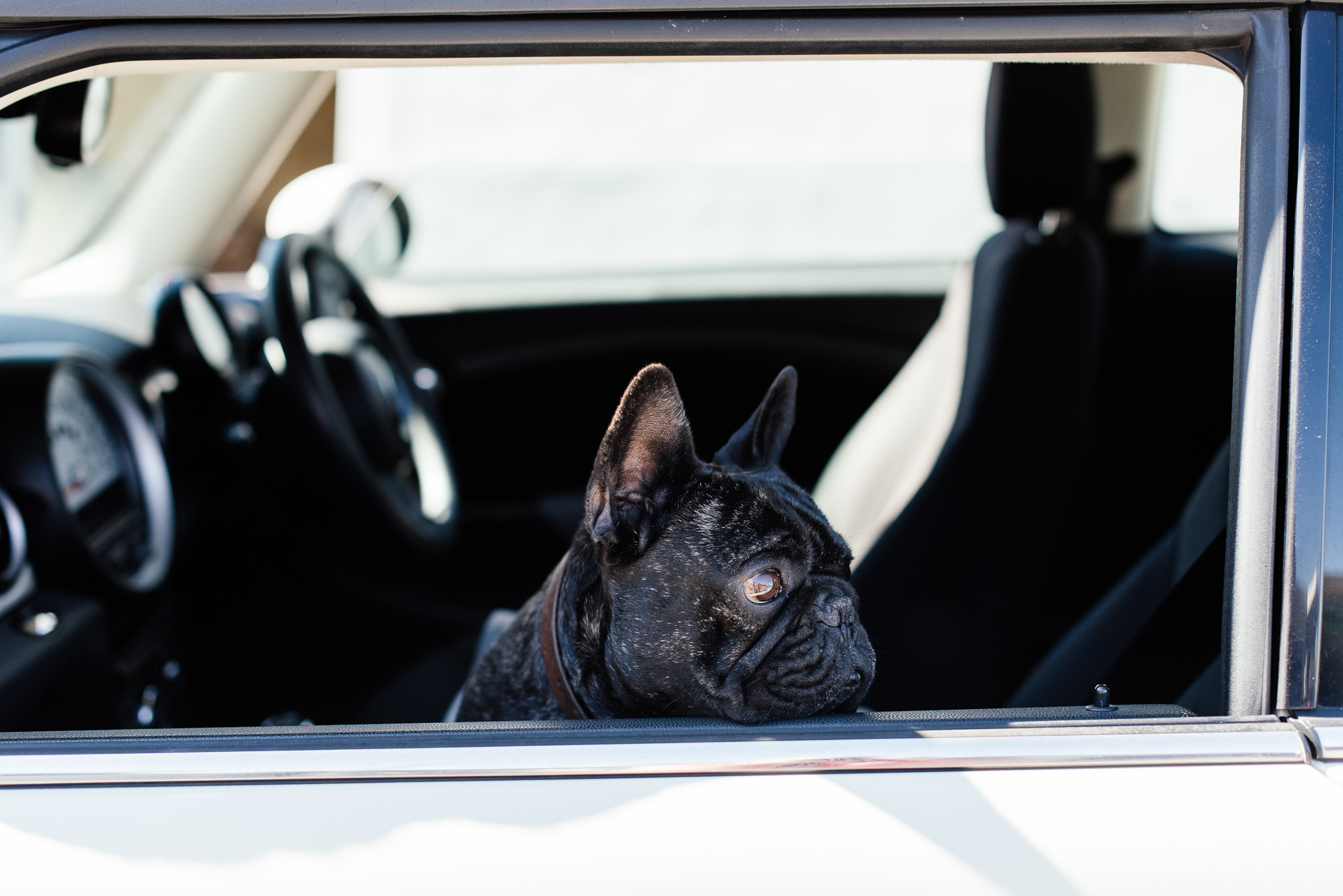 www.darrenbester.co.za_WoofSeat-050.jpg