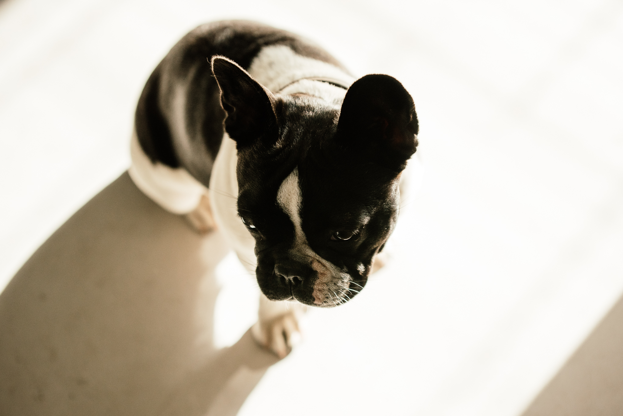 www.darrenbester.co.za_DogShadows-002.jpg