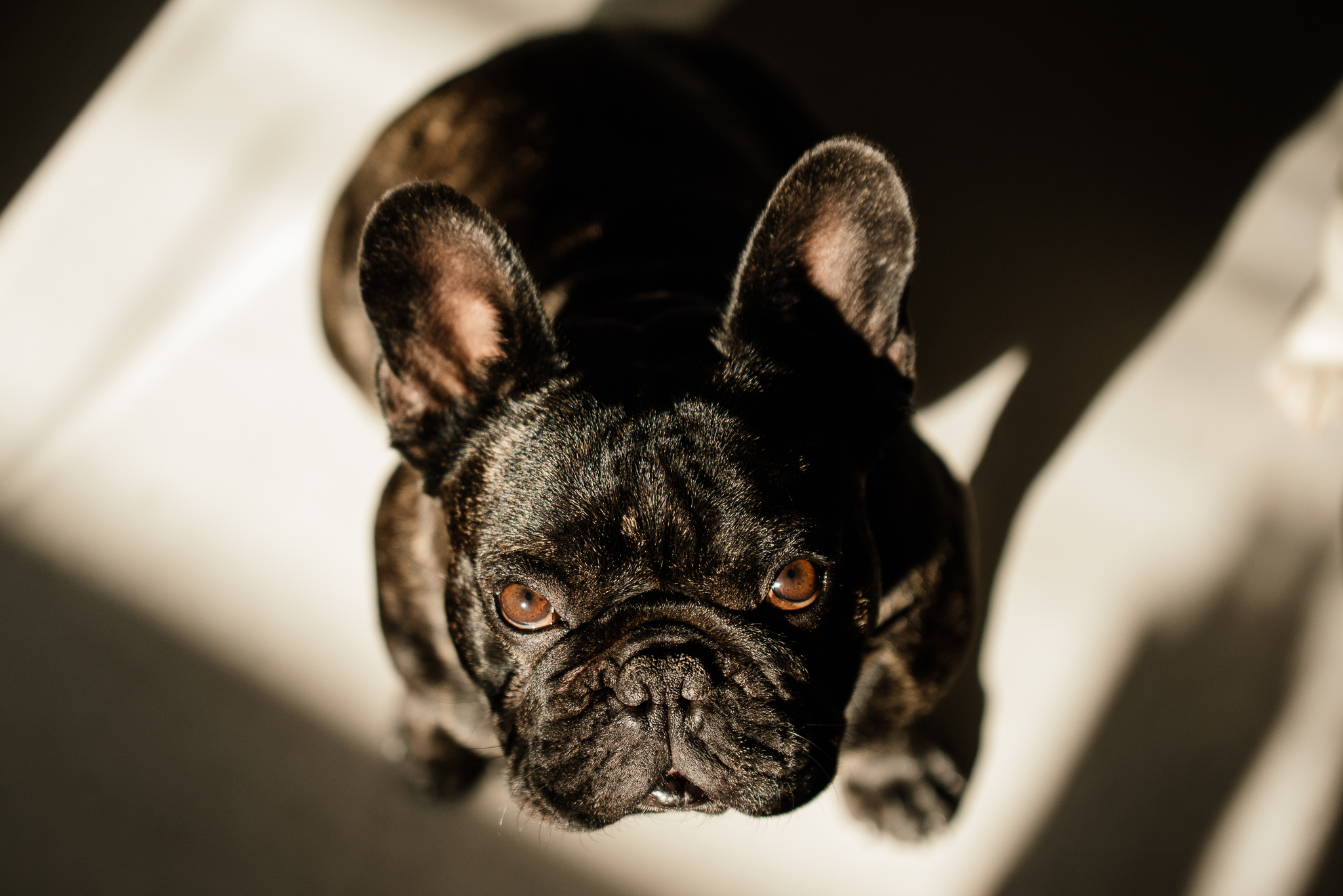 www.darrenbester.co.za_DogShadows-005.jpg