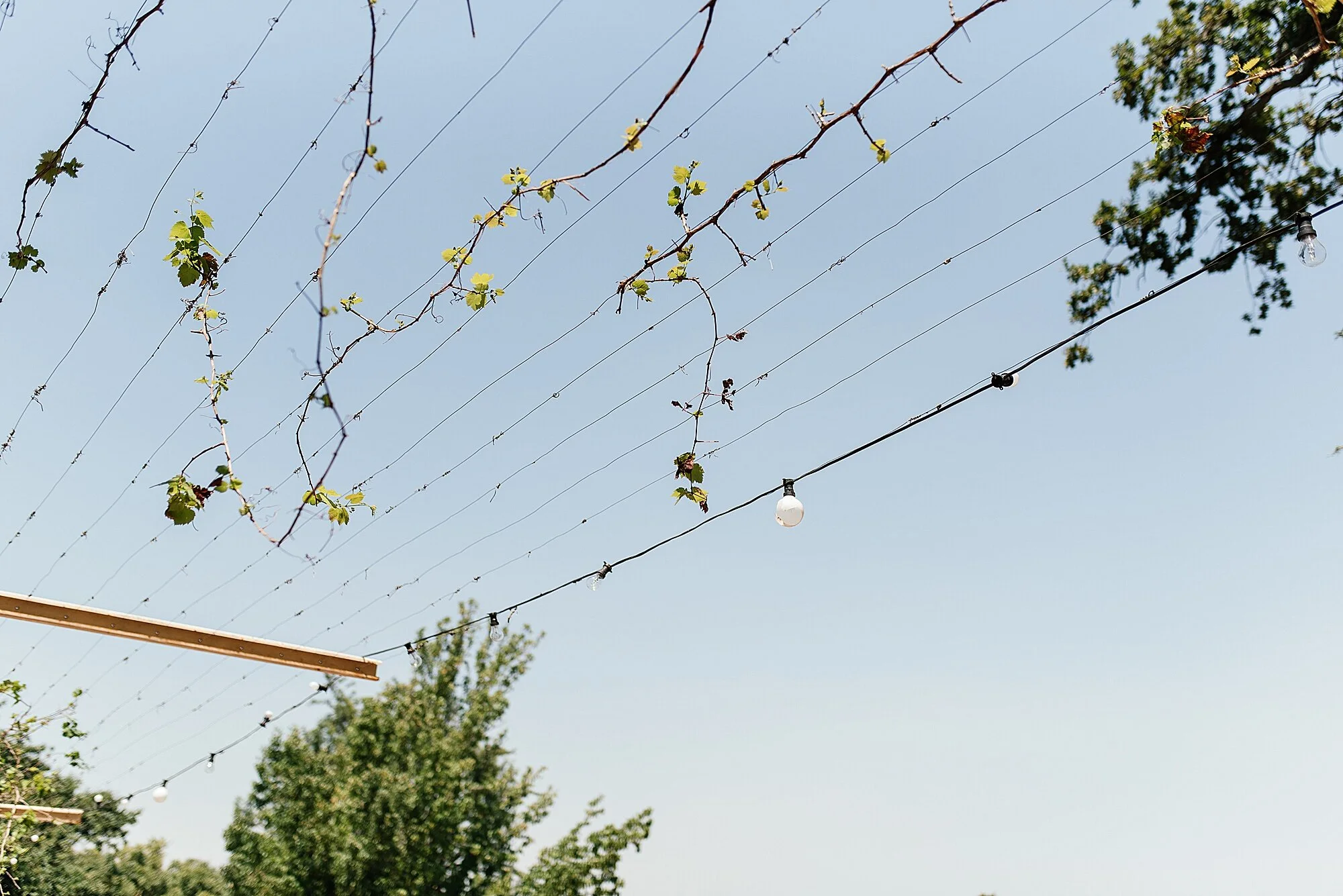 Cape Town Wedding Photographer Darren Bester - Diamant Estate_0002.jpg