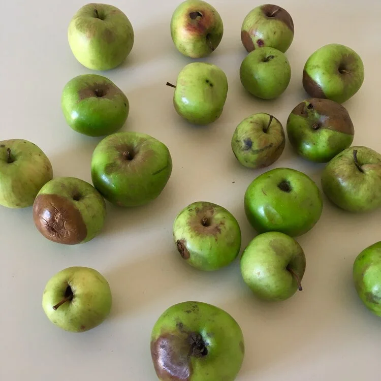 Lavender jelly from windfall