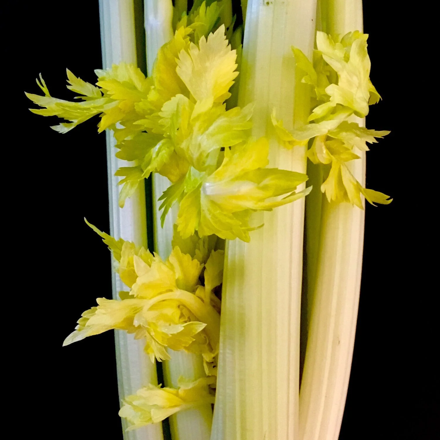 Celery and cashew soup