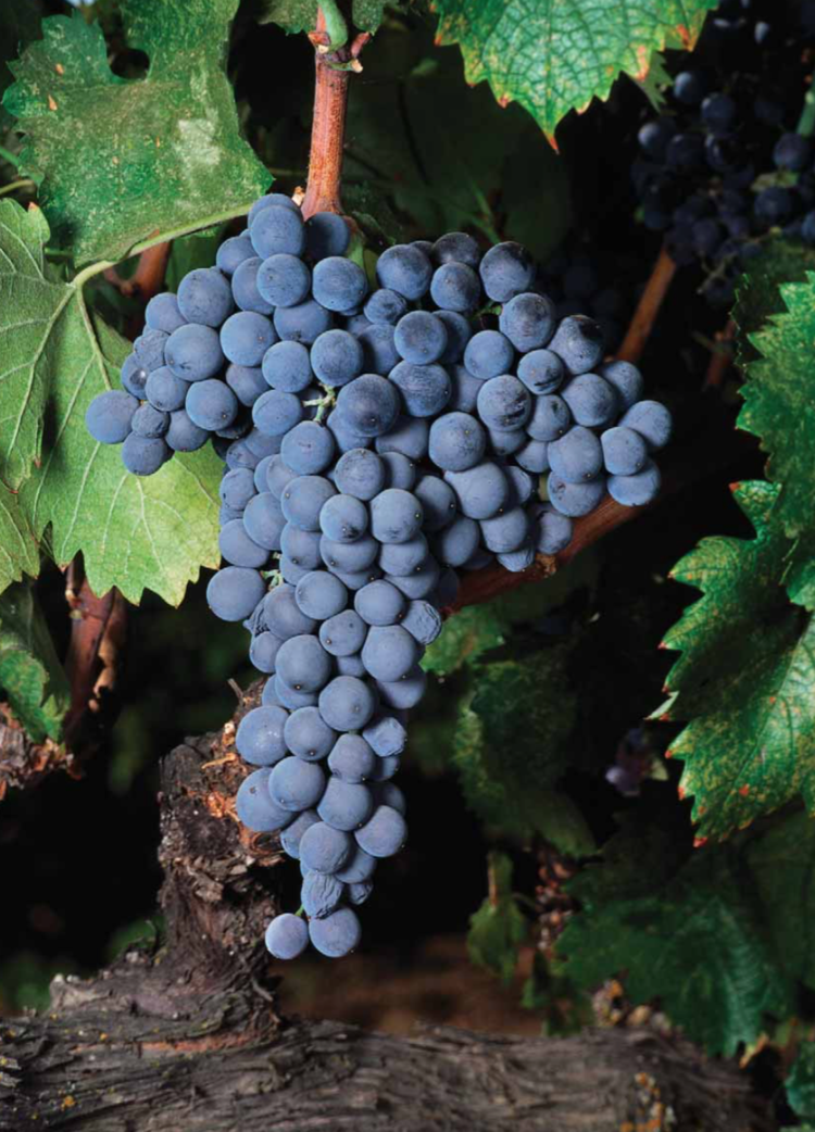 Mouvedre Grapes