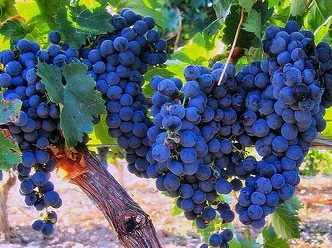 Tempranillo Grapes