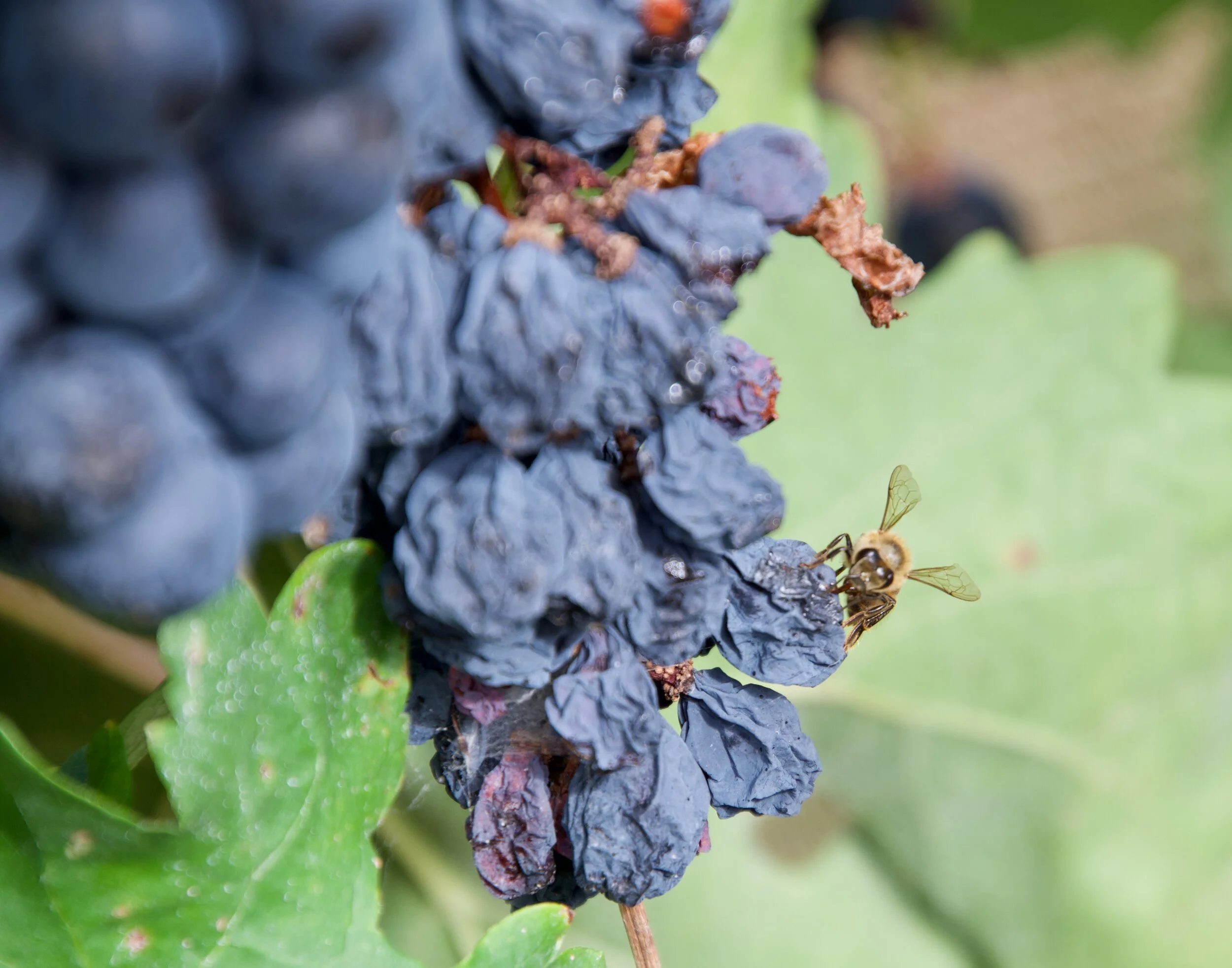 Adega Vinho Grape Vineyards