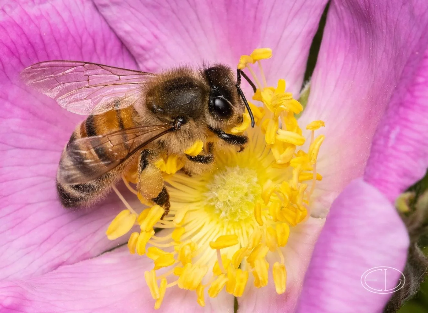 For the Love of Chocolate We Must Take Care of Pollinators