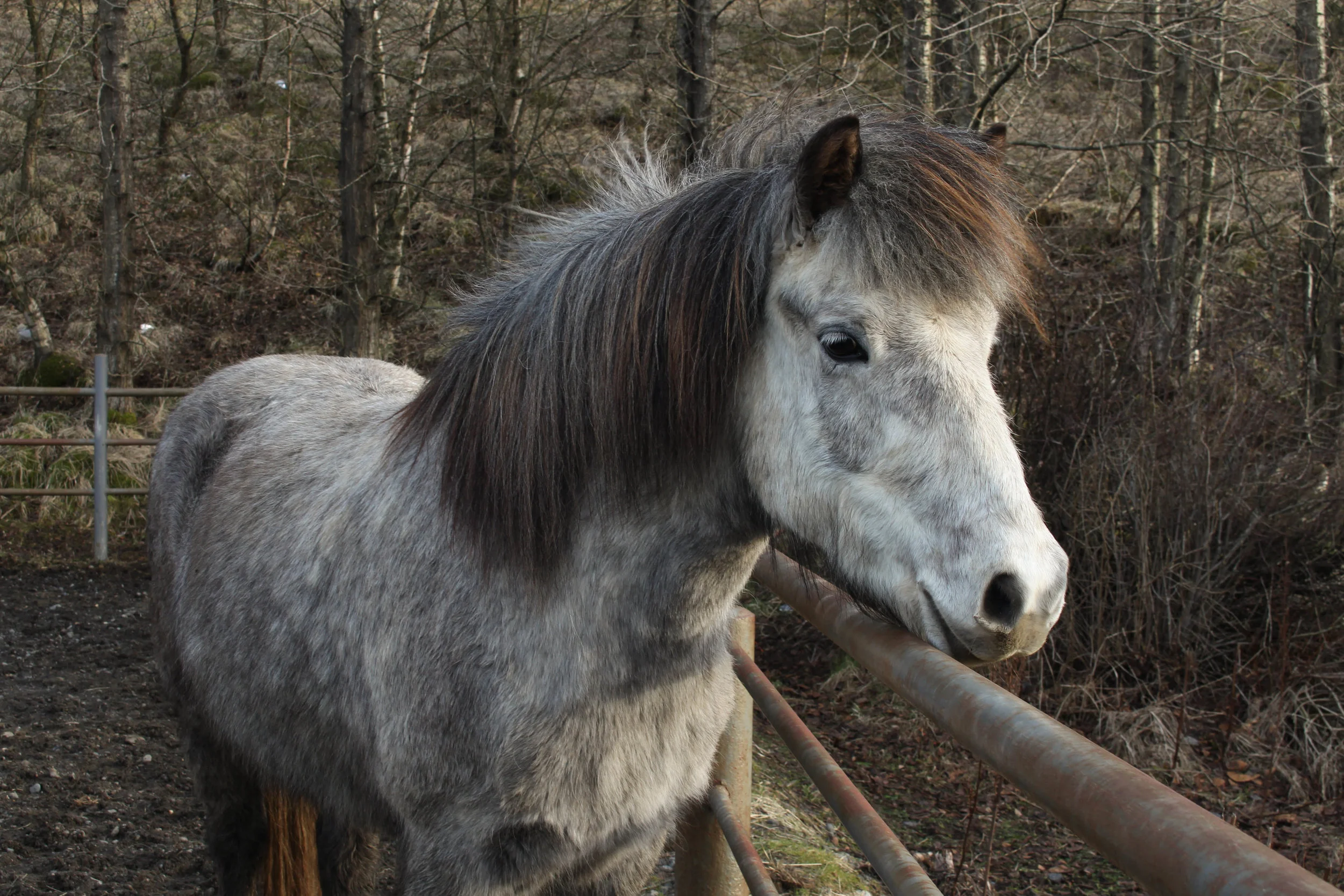 horsin' around