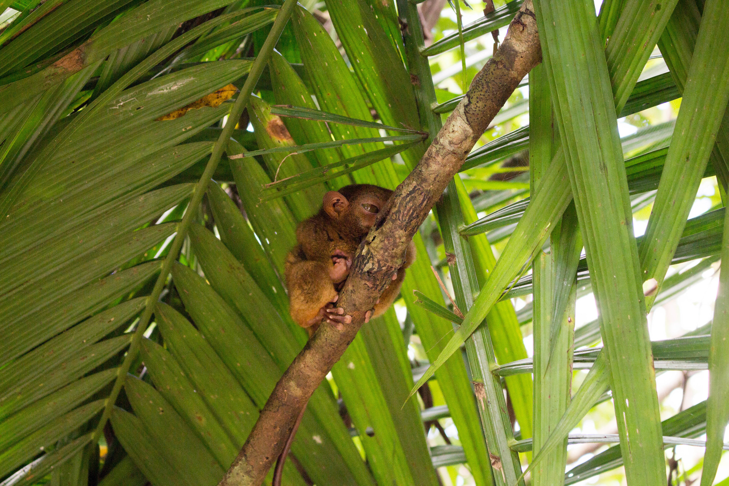 tarsiers look a bit like if a really tiny koala was crossed with a tree frog