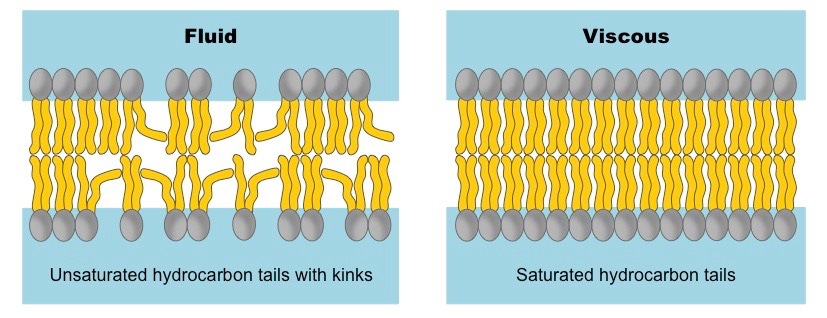 left photo is good. our cells consist of phospholipid bilayers. kinks in the tails of these phospholipids maintain a level of membrane fluidity that facilitates cell-to-cell signalling. right photo is bad.