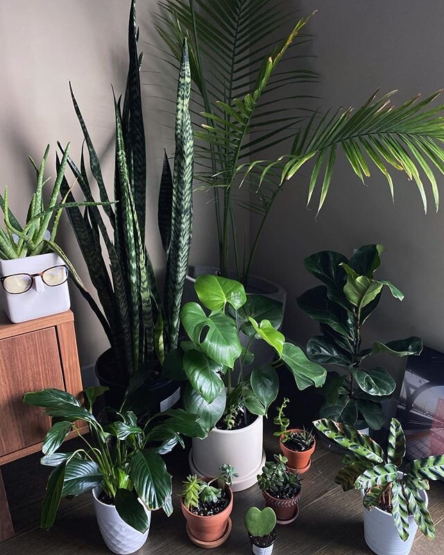 status: aspiring crazy plant lady🌱

added three to the collection today from @nicheplantshop&mdash;a fiddle leaf fig, a basket of snake plants, and a lil hoya kerrii heart
.
.
.
.
#wildathome #plants #plantlife #plantsmakepeoplehappy #botanic #plant