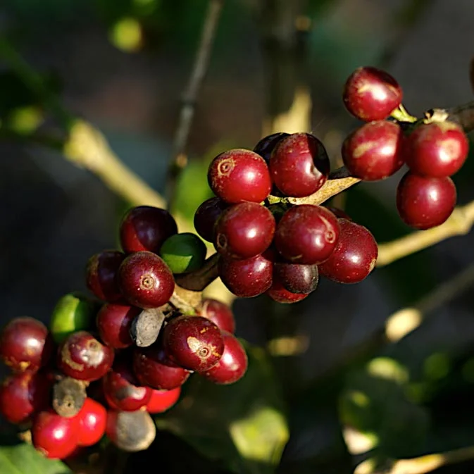 roastery1.jpg