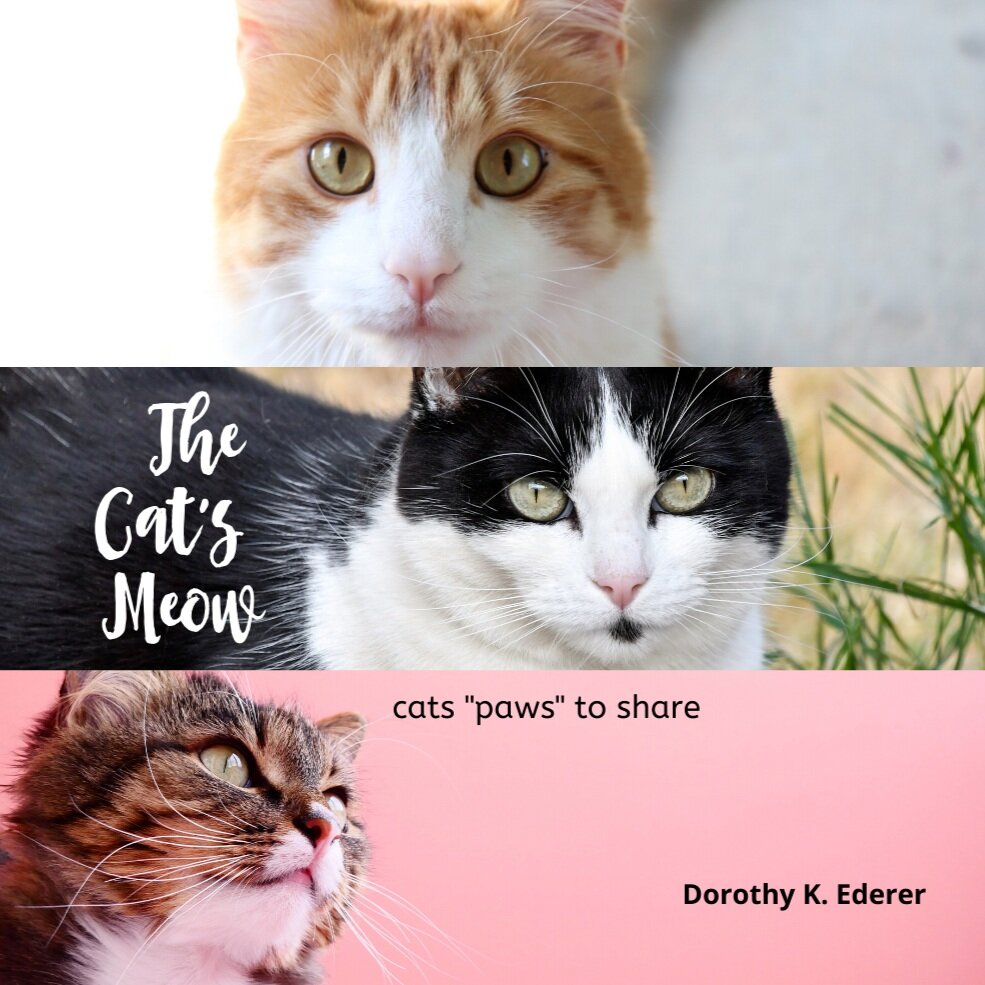 Copy+of+Cat+book.jpg