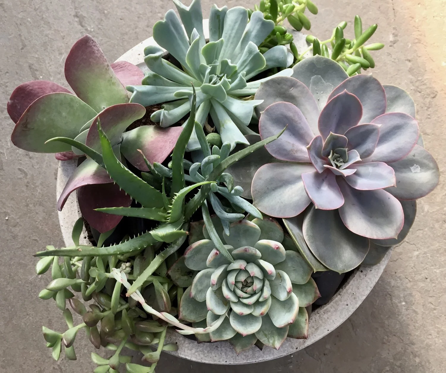 Succulents