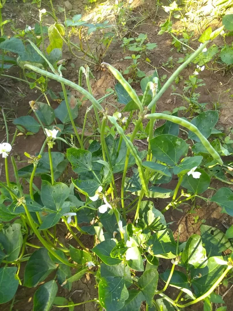 Green Beans.jpeg