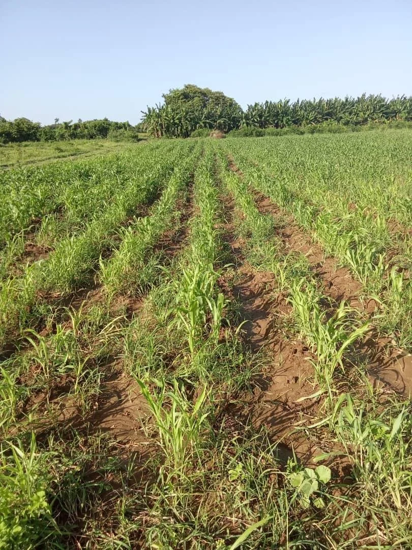 Rows of planting in the farm.jpg