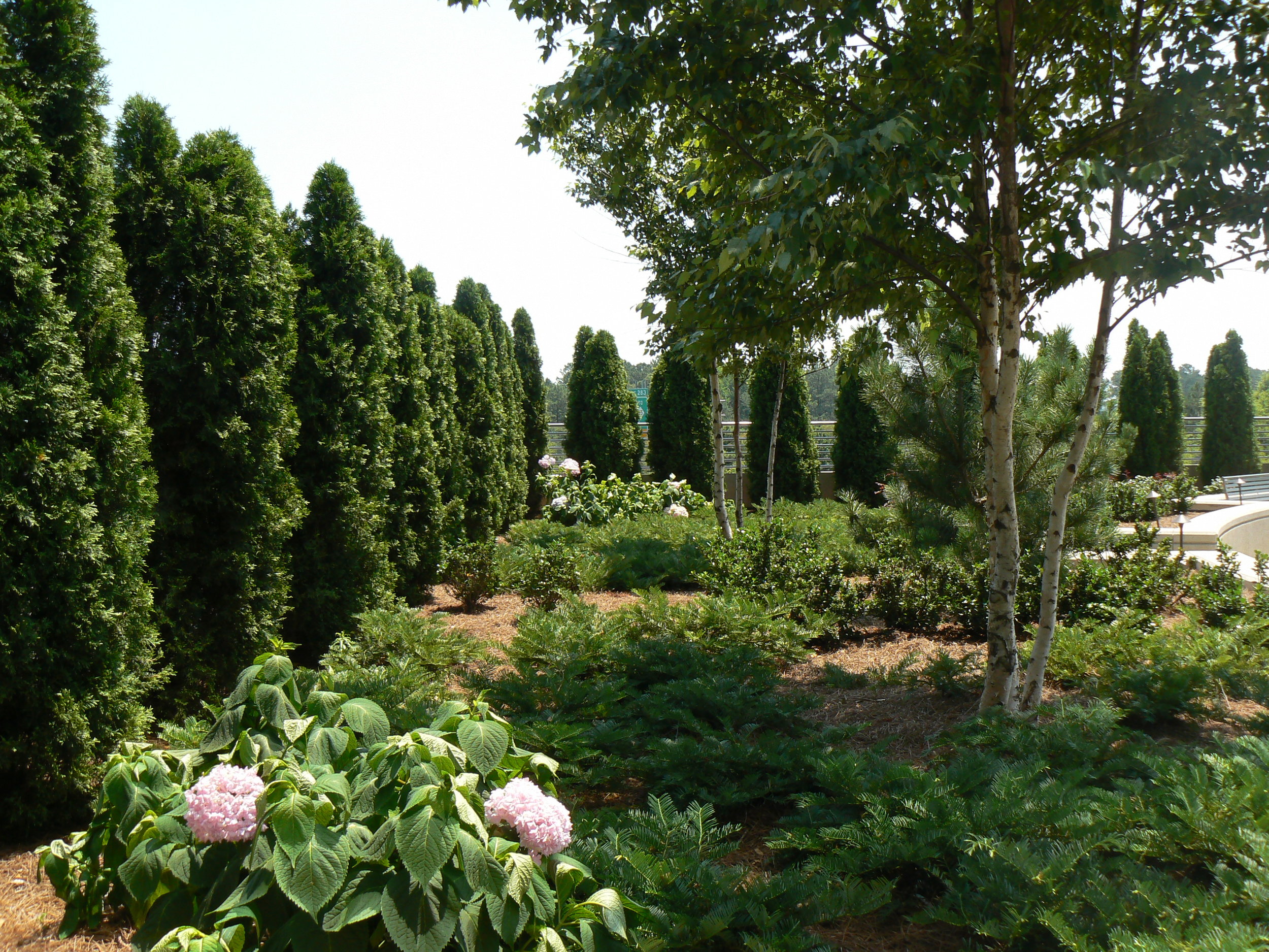 18 intensive roof garden RTP NC.JPG