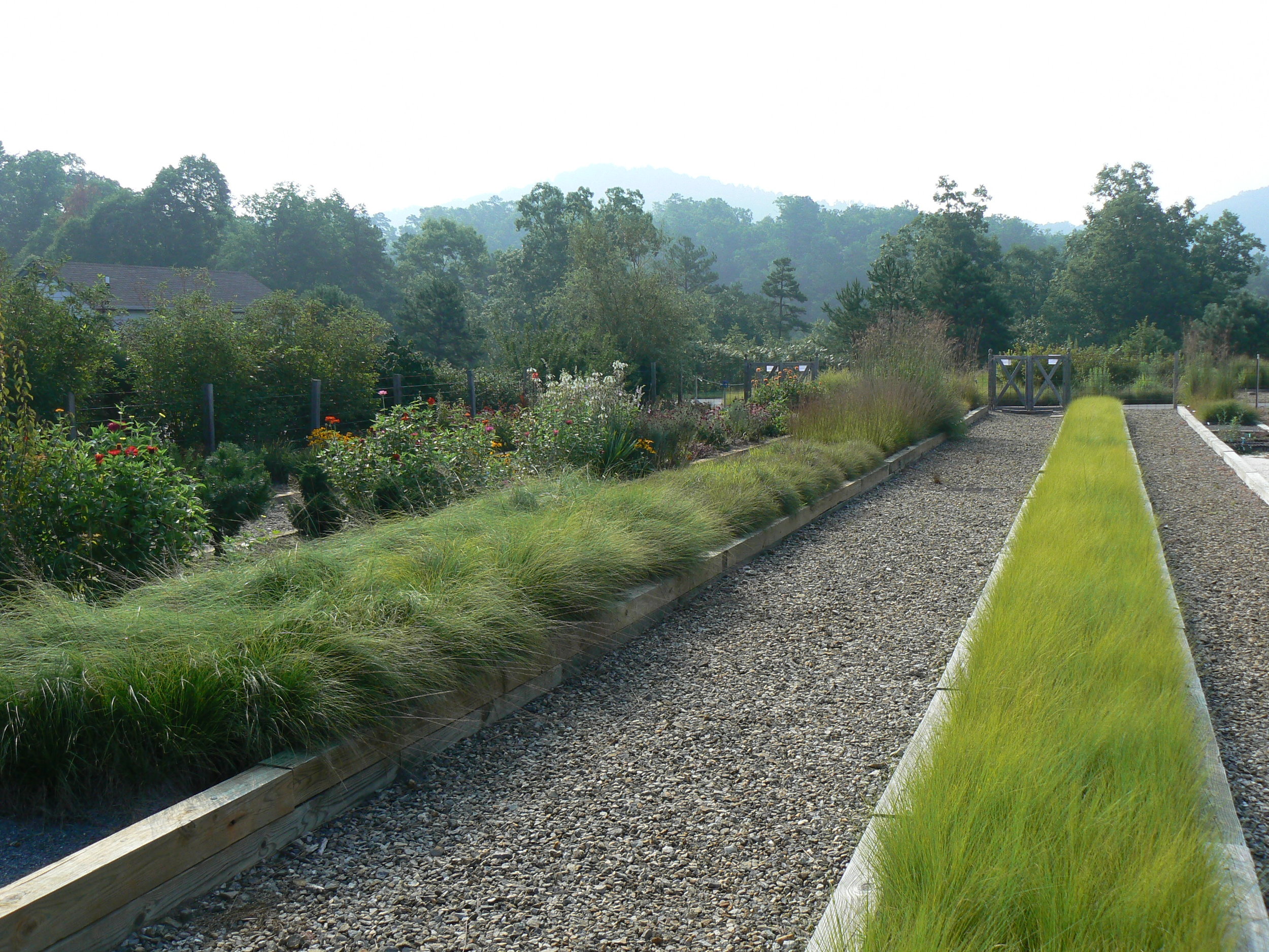 5 Grasses Production Test Asheville Arb..jpg