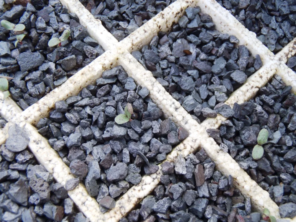 Stalite germination.jpg