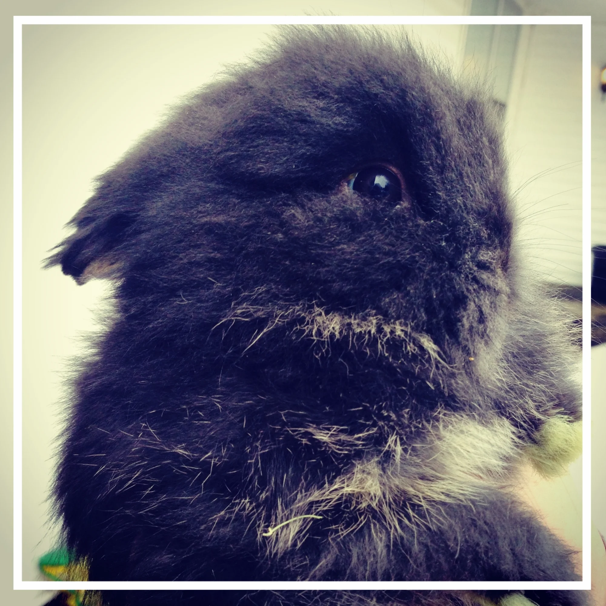 lionhead bunny all things rabbits.jpeg