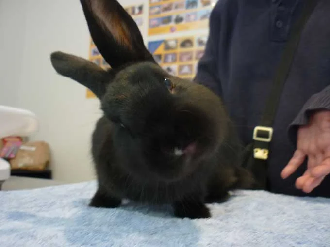Example of a head tilt/ear infection.