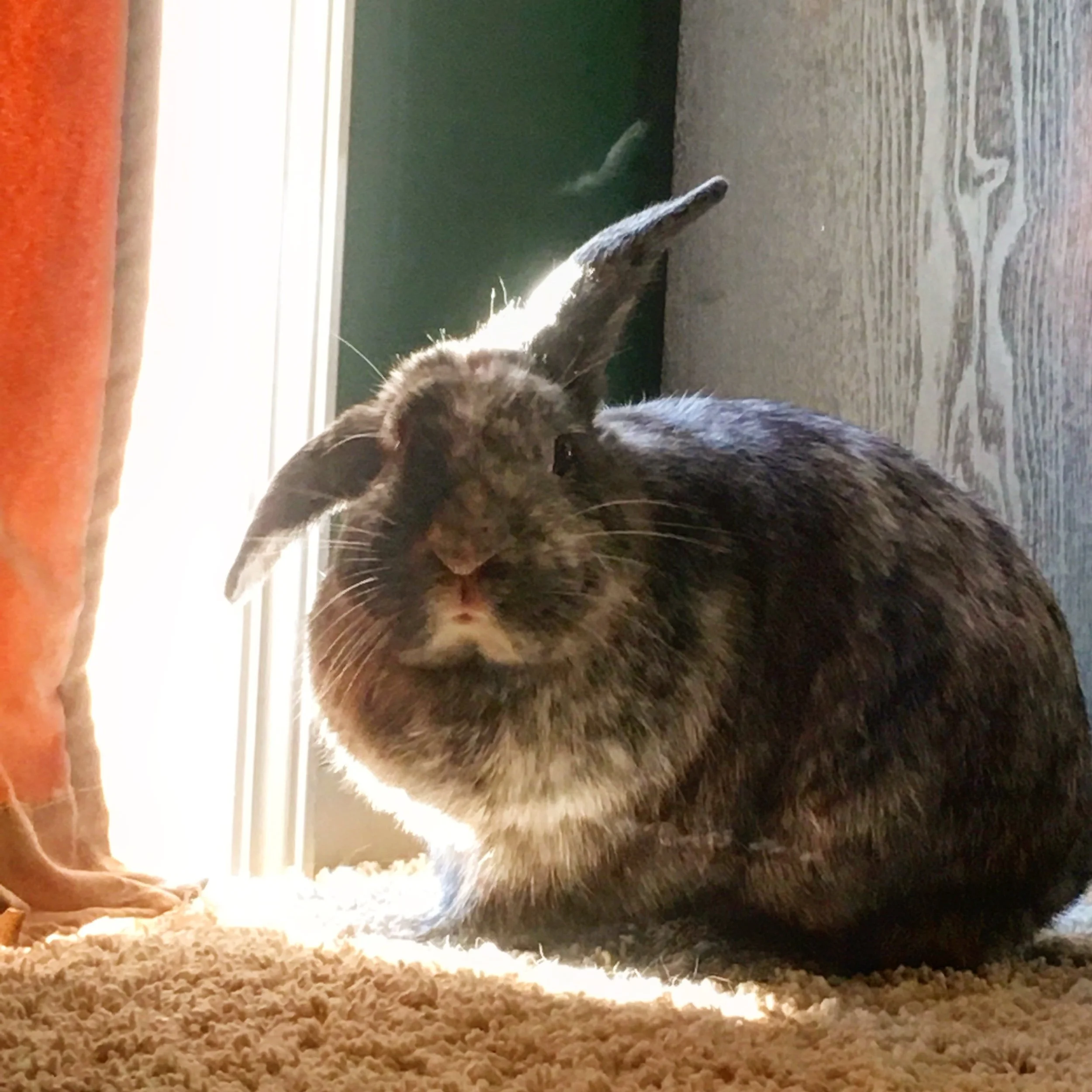 Rabbits, Cataracts, CBD Oil