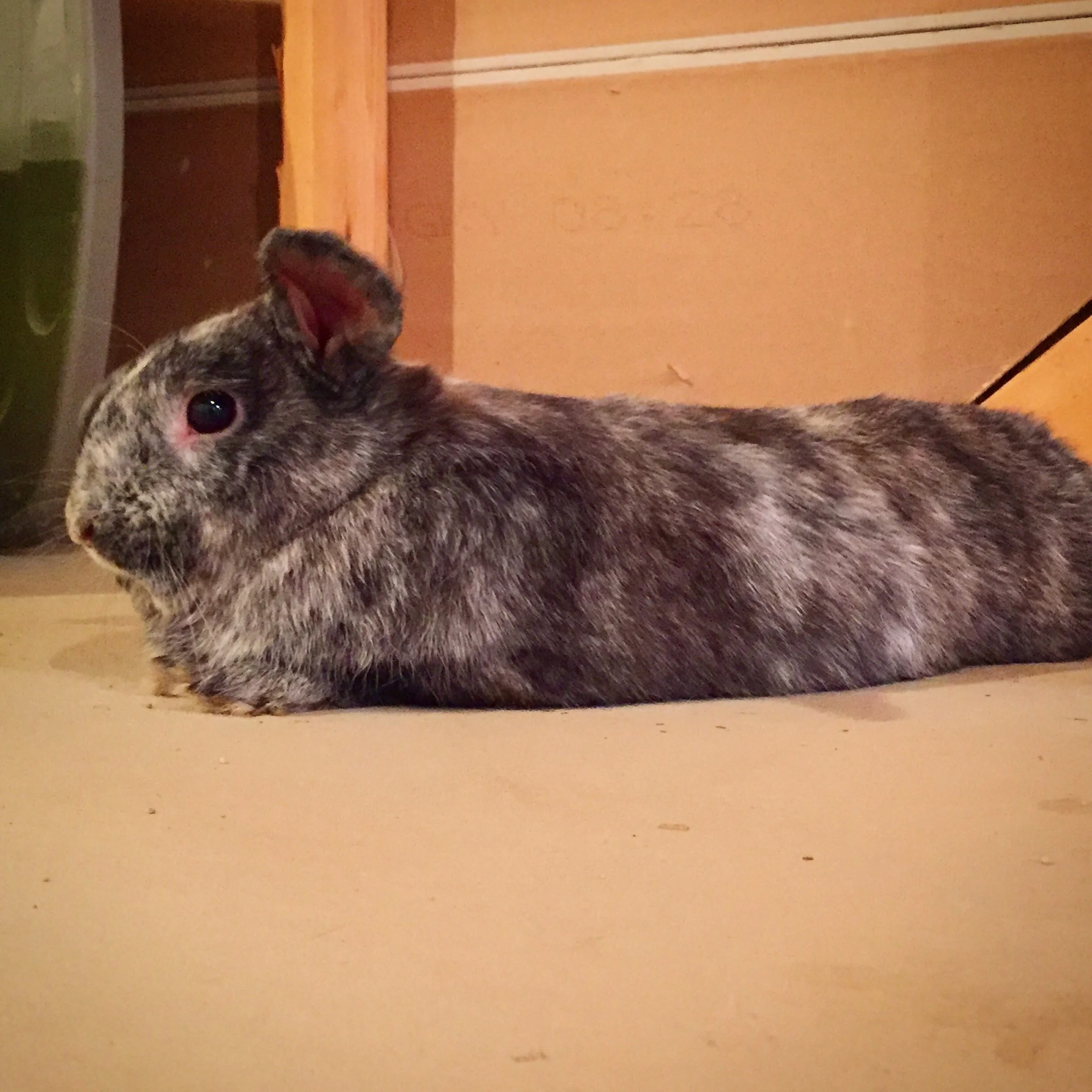 Oliver's Hemp Adventure - Week 1: CBD Oil = Happy Bunny