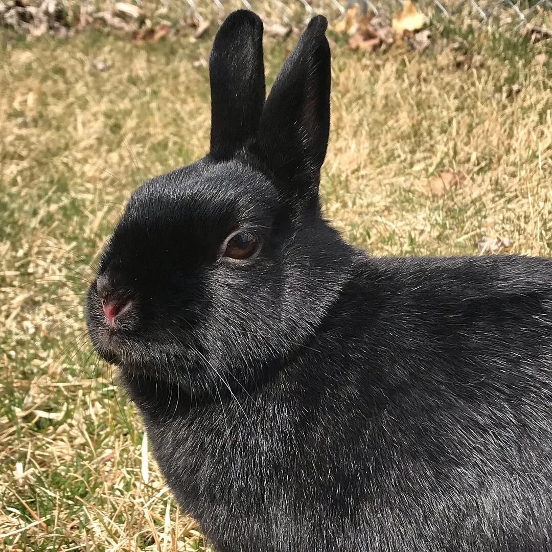 CBD Oil & Pets: Update On Oliver