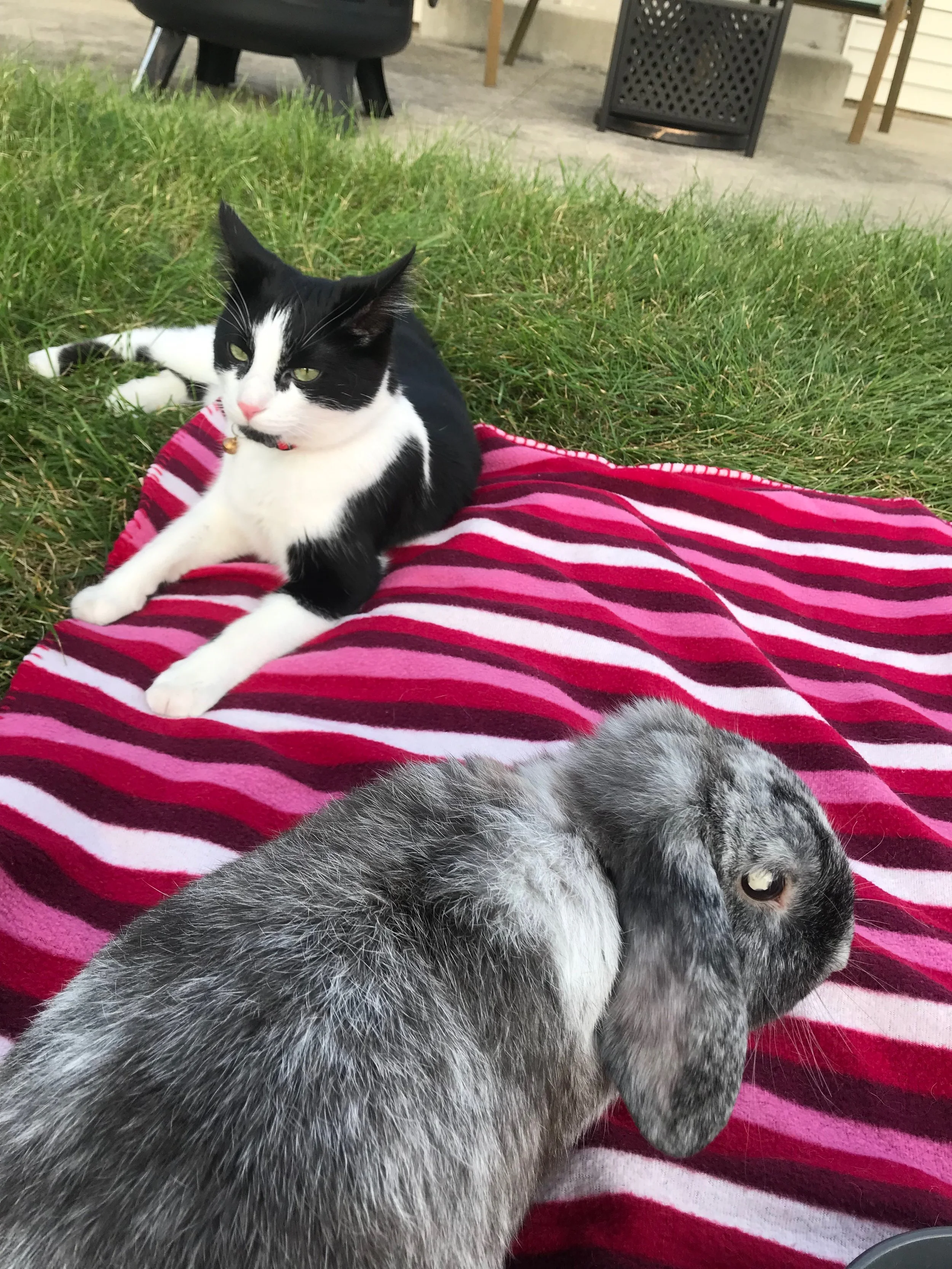 Can Cats & Rabbits Cohabitate? — All Things Rabbits