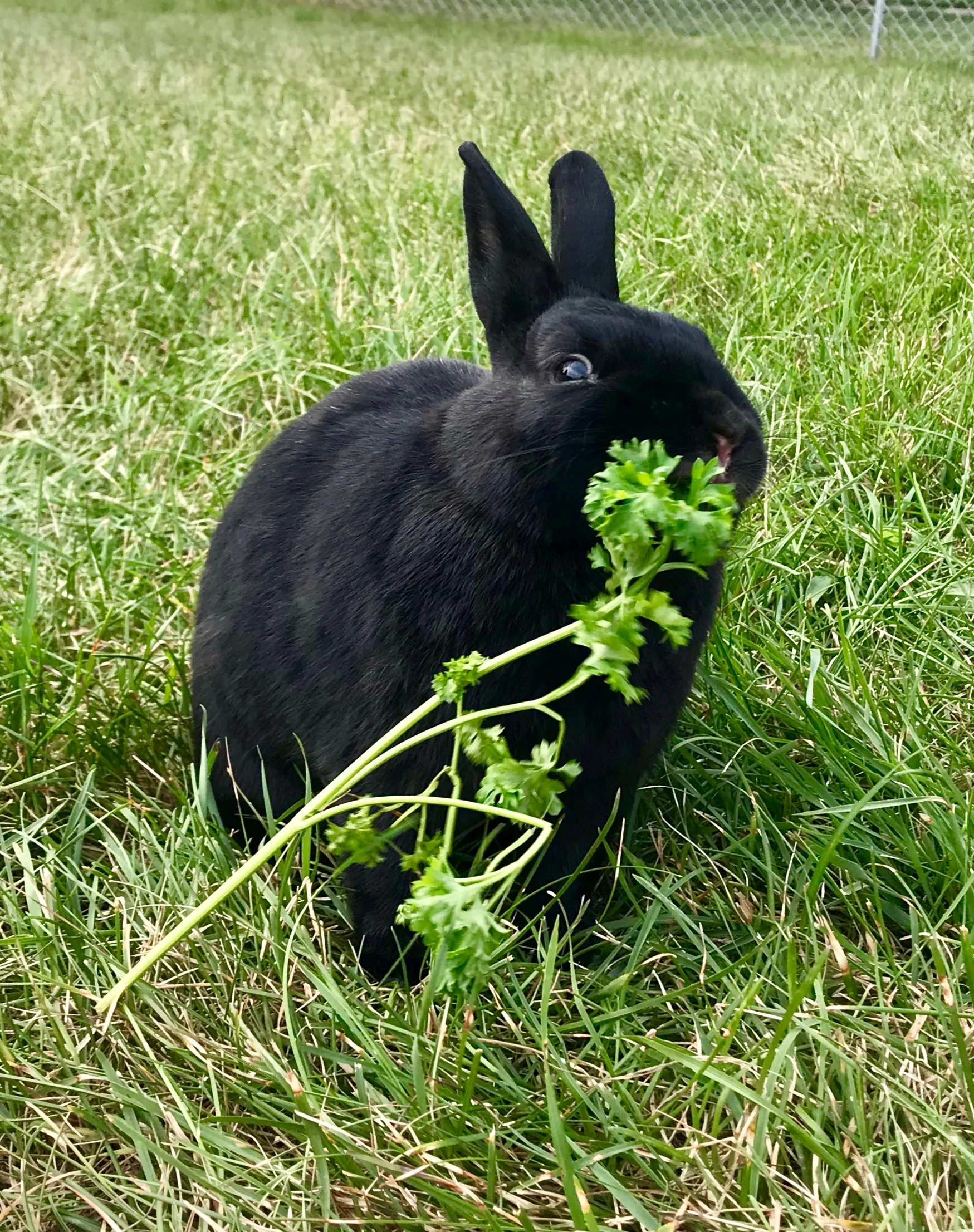 The Top 3 Things Your Rabbit Should Be Eating