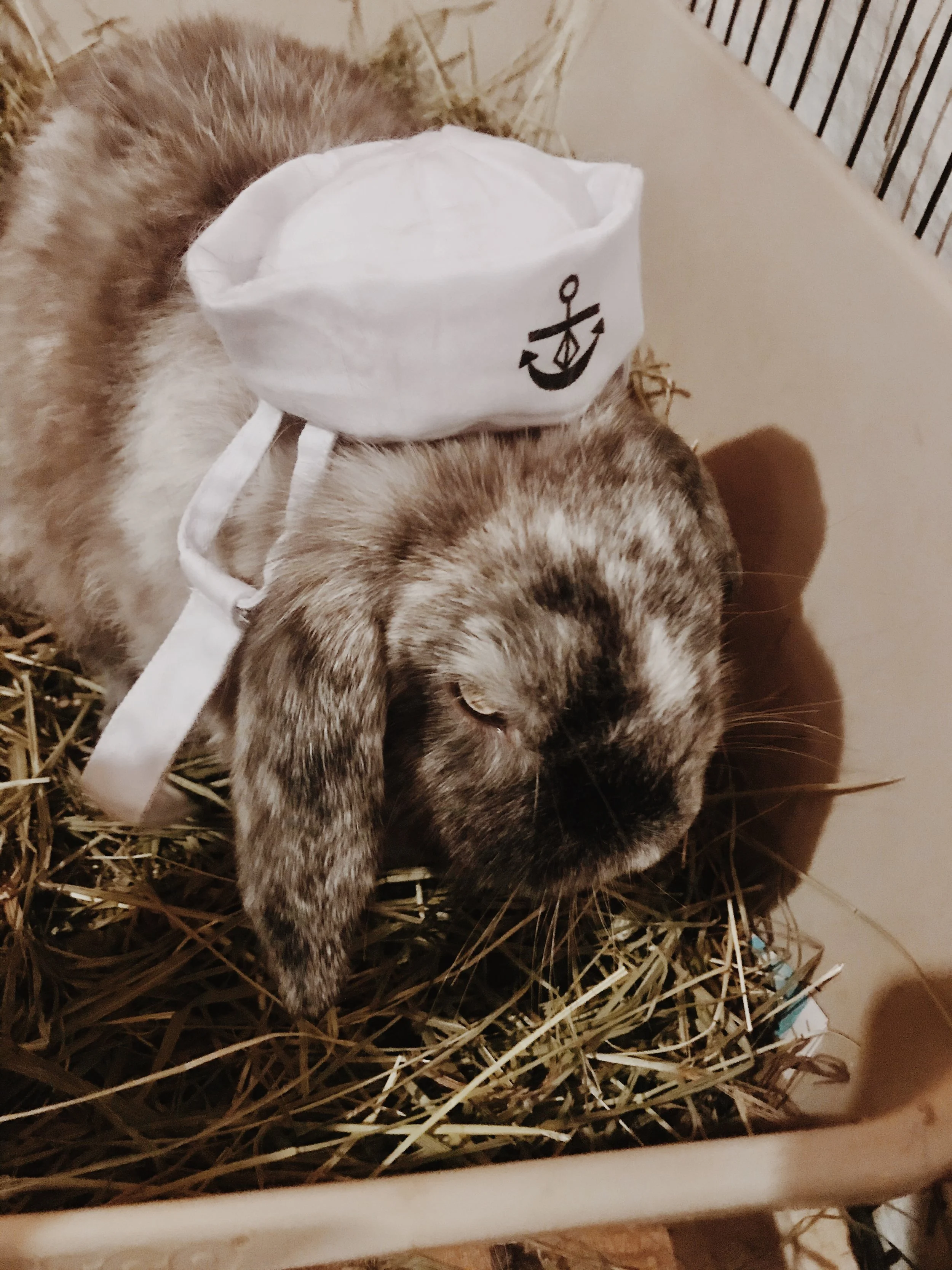 8 Reasons Rabbits Make Amazing House Pets