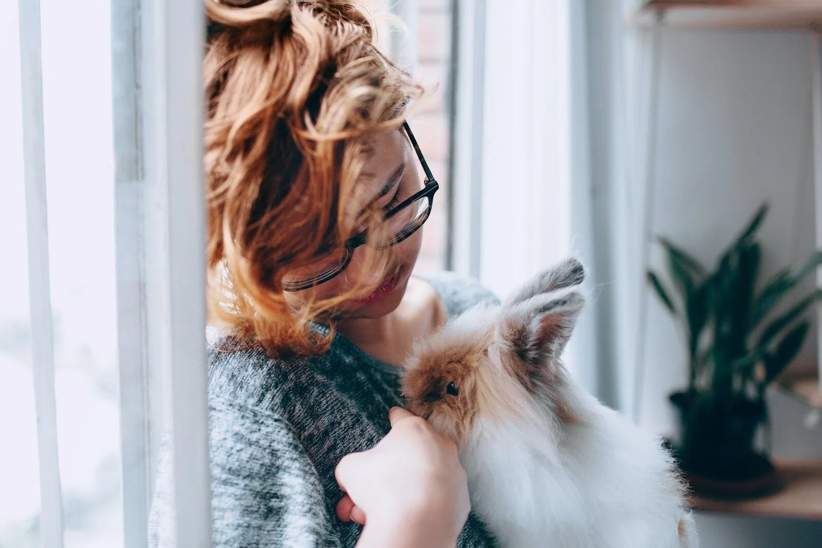 Tips for Moving to a New Home with Your Pet Rabbit