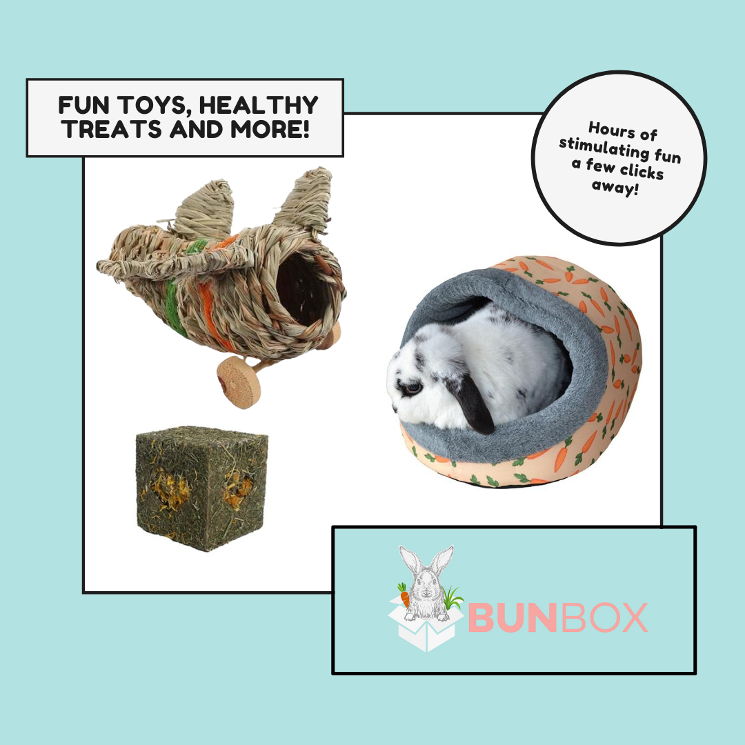 Best Supplies For Pet Rabbits — All Things Rabbits