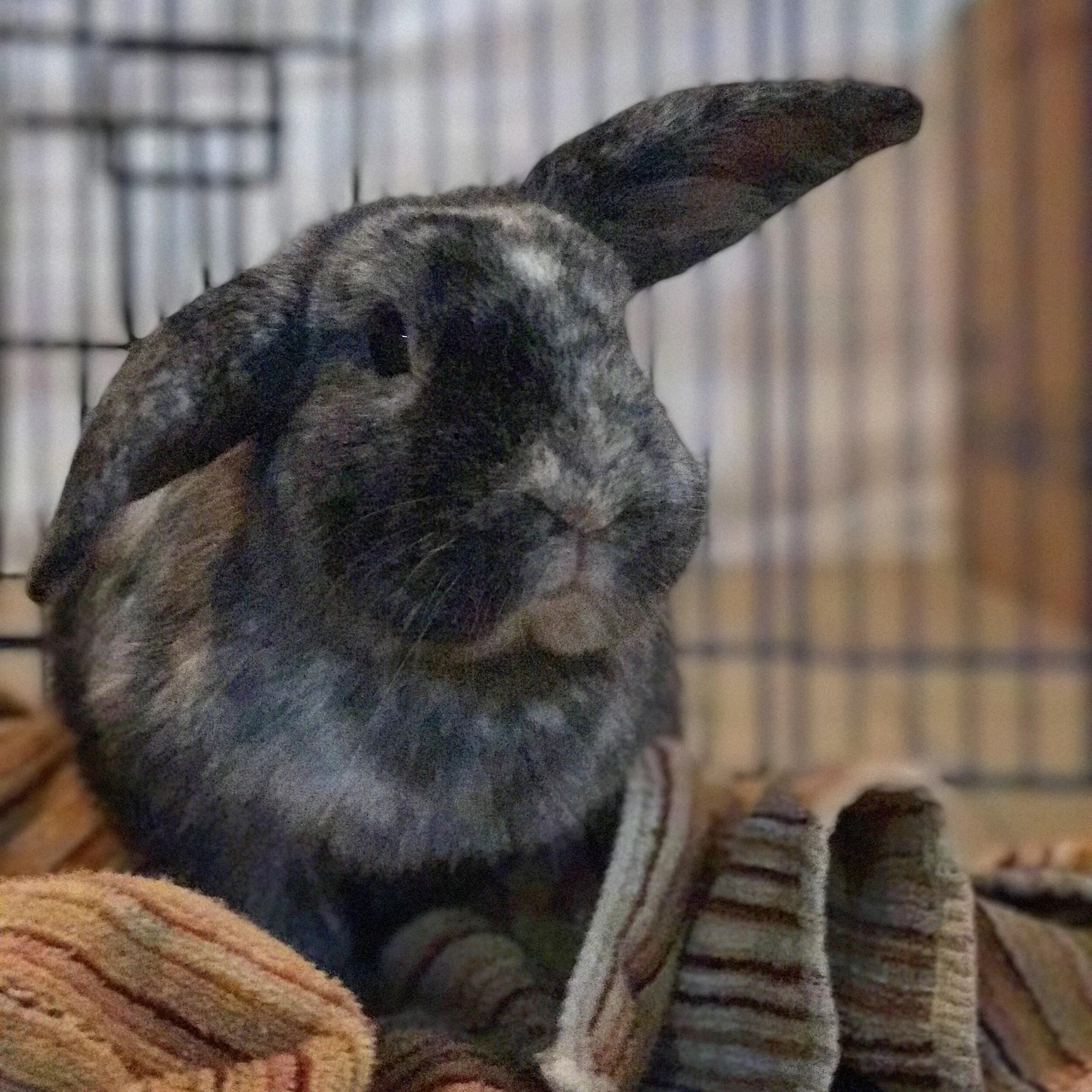 When You Lose Your Beloved Bun - Coping & Preventative Tips