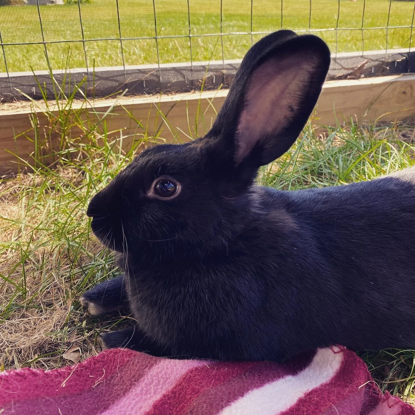 Bonding Female Buns