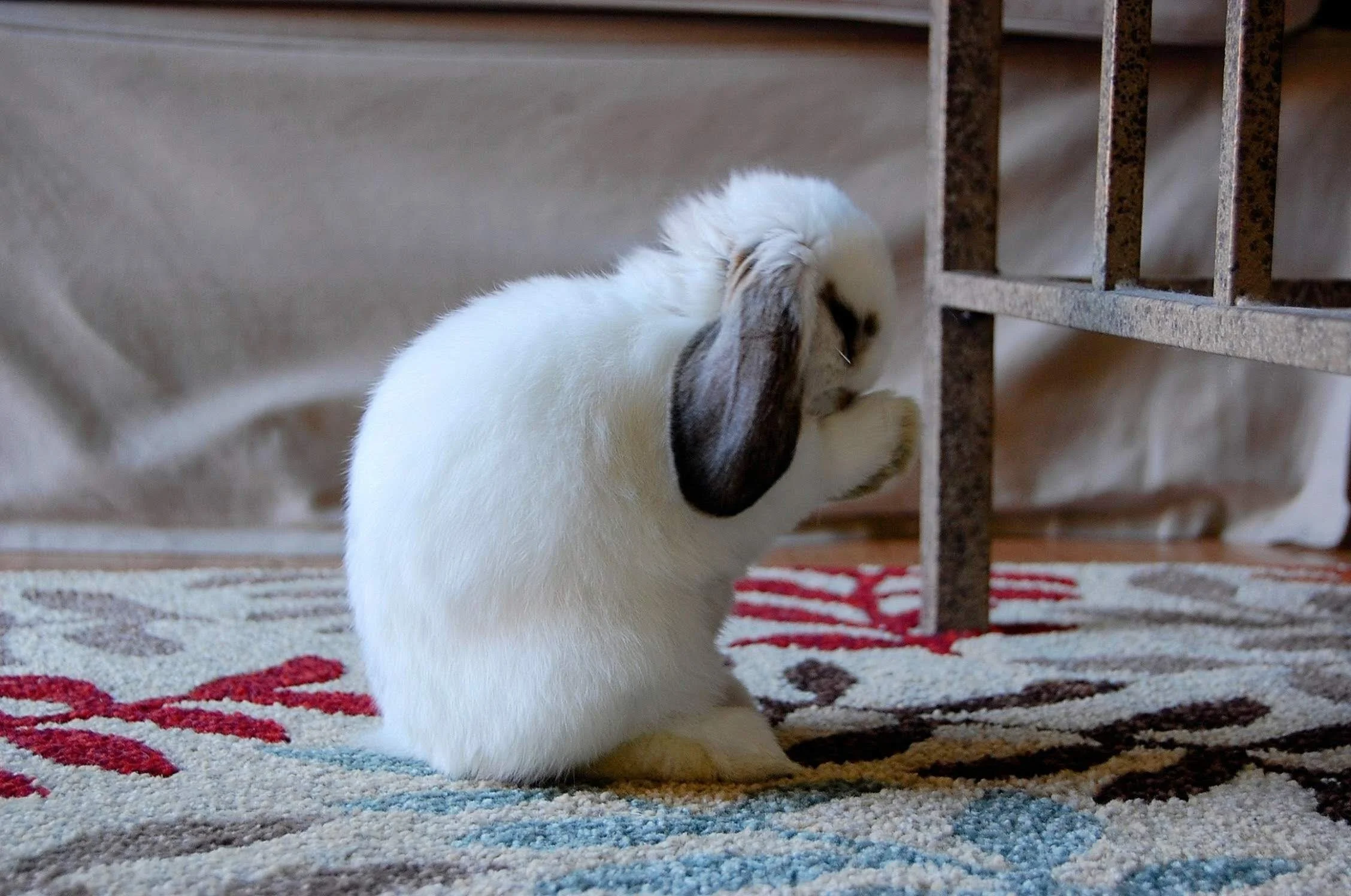 In Memory Of Our Past Rabbits