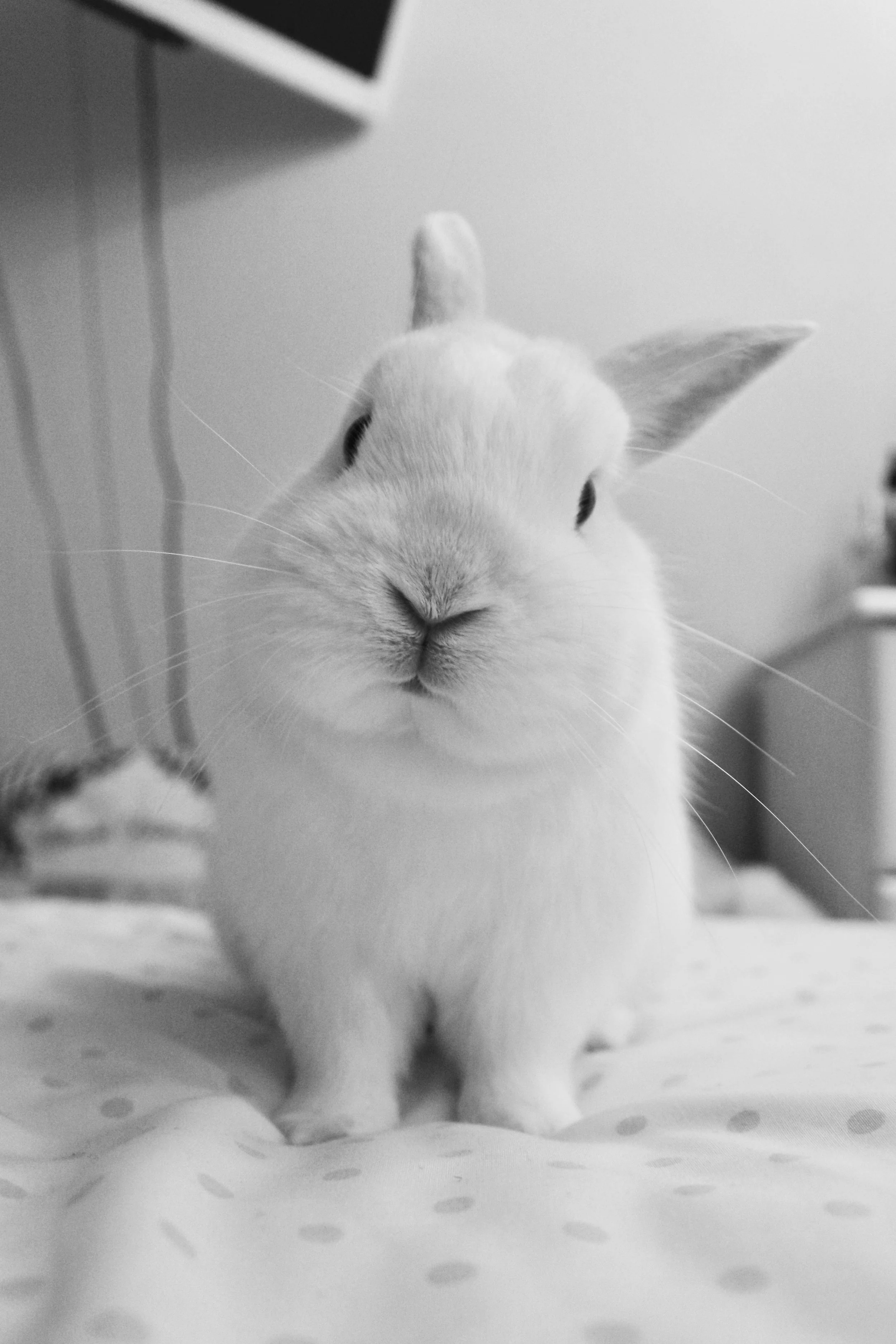 Questions To Ask Your Rabbit's Vet