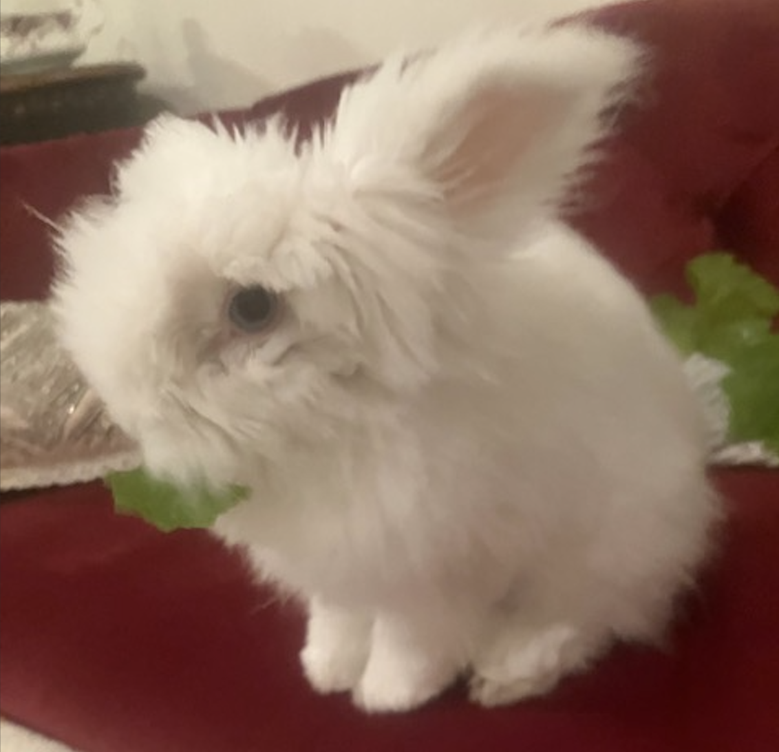 Independent Research: Gabapentin Adverse Reactions In Rabbits