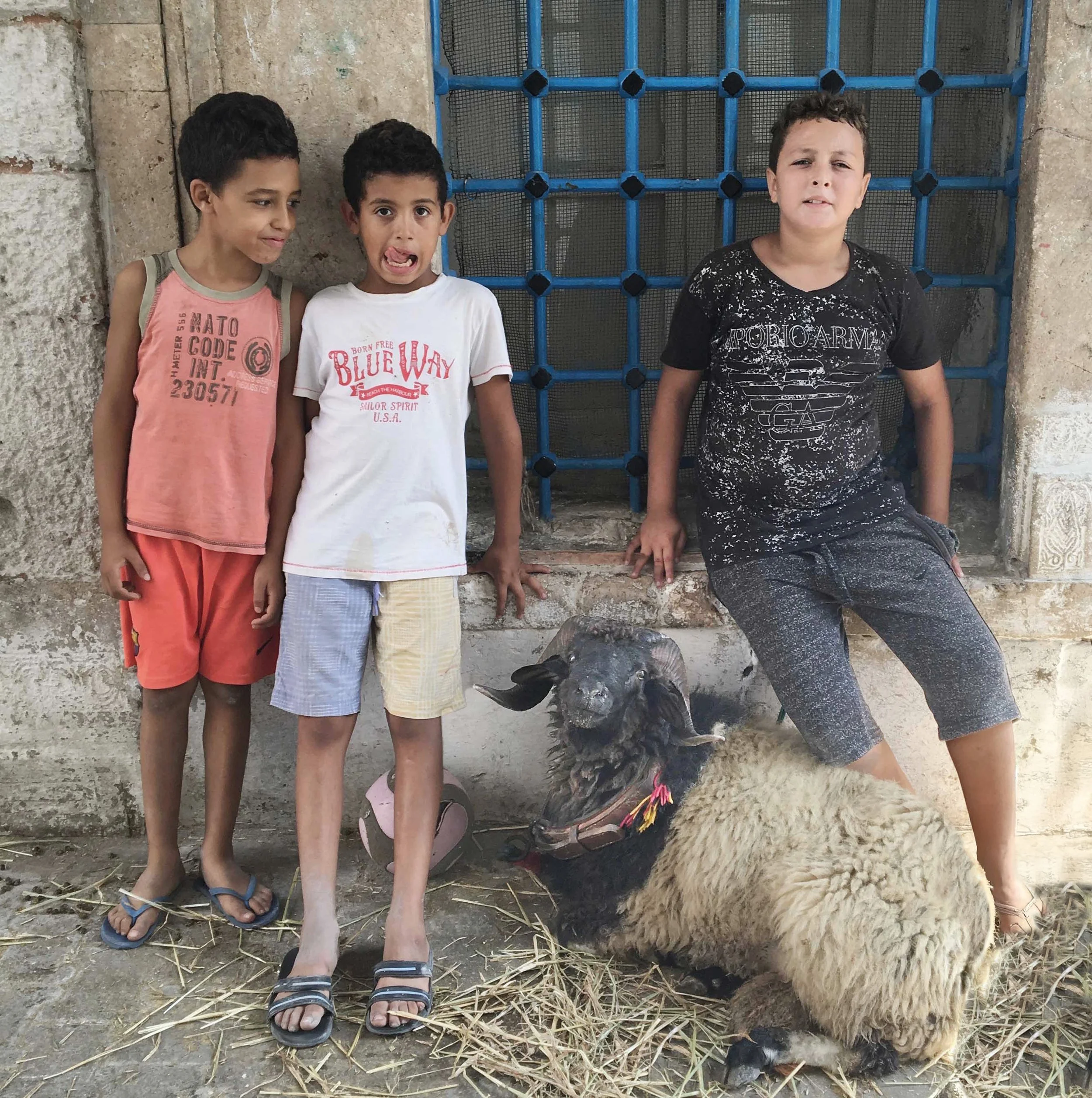 Tunis, Tunisia During: Bayram: Three Boys and a Sheep