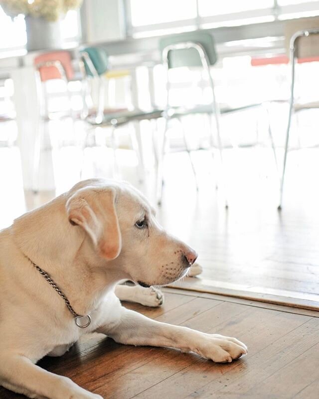 Meet our office dog, Spencer 🐾&bull;
&bull;
&bull;
&bull;
&bull;
&bull;
&bull;
&bull;
&bull;
#dogs #dog #labsofinstagram #events #alpharetta #atlanta #rehearsaldinner #n2p #anniversary #birthday #parties #doglife #nexttopure #eventplanner #eventfaci