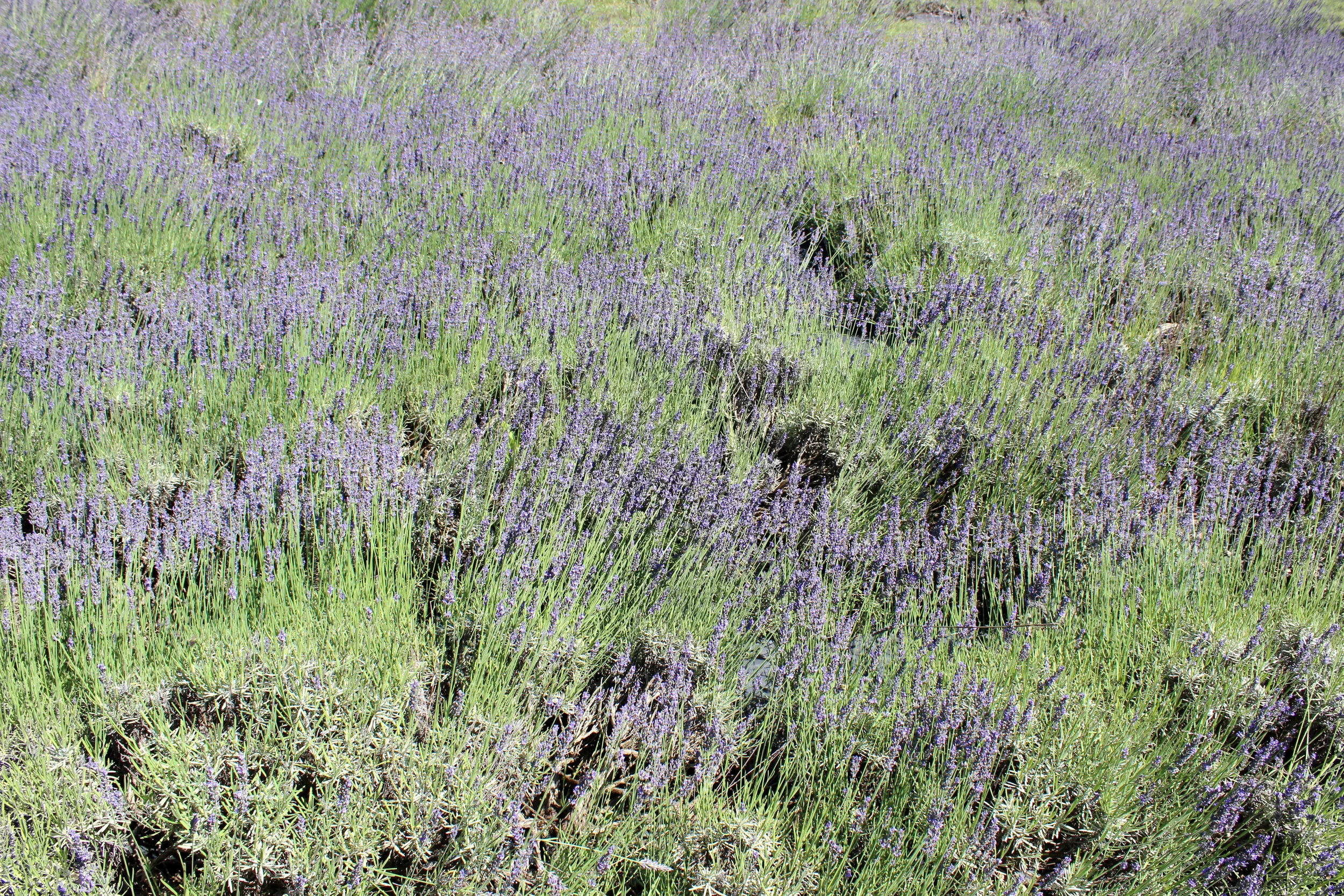 A Saturday Adventure to a Pennsylvania Lavender Farm