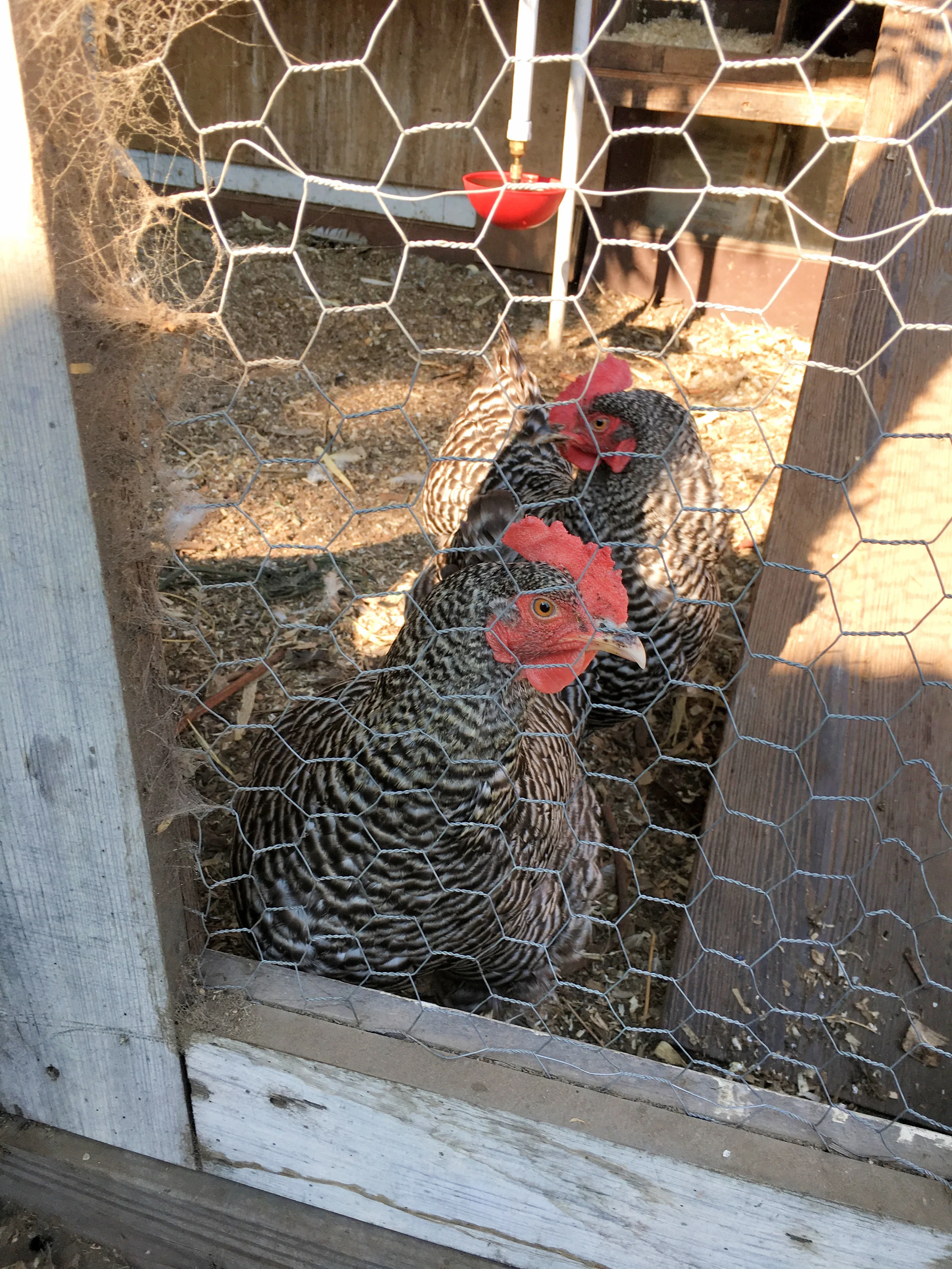 chickens-santa-rosa.jpg
