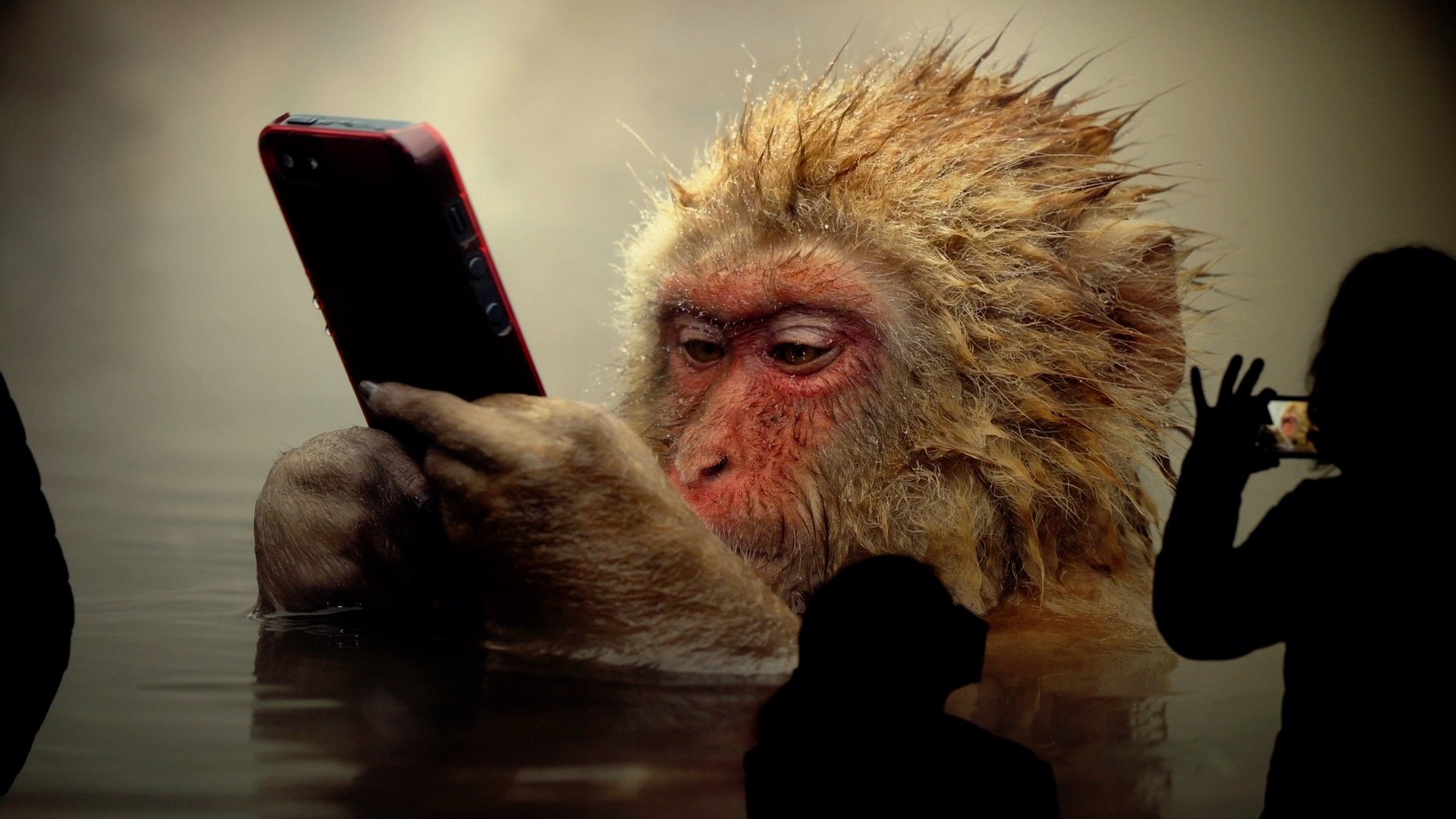 monkey.jpg
