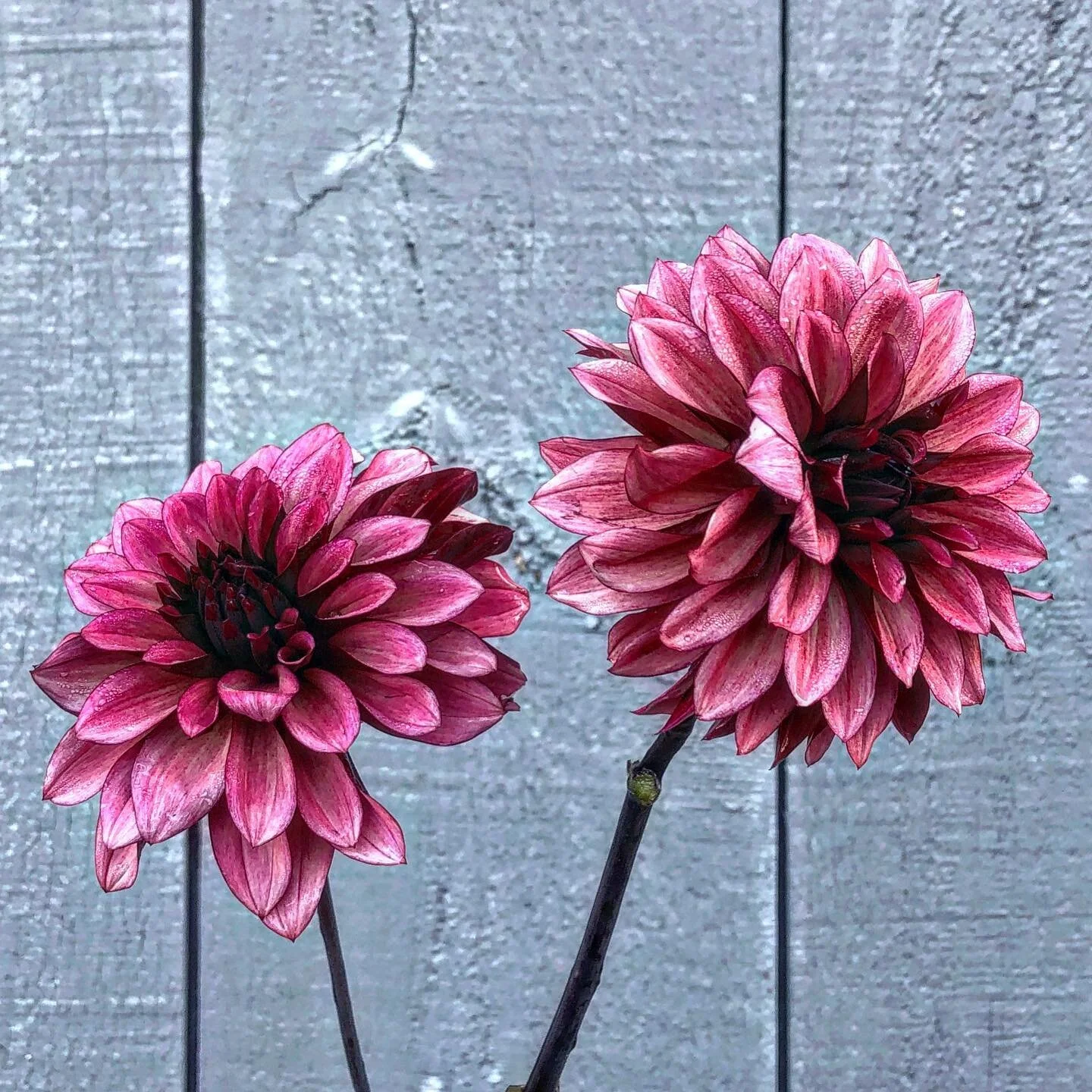 Helloo handsome
This #seniorshopedahlia is such a flirt!