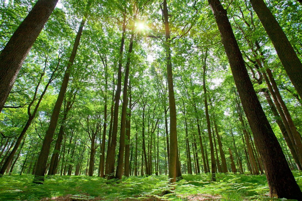 forest.jpg