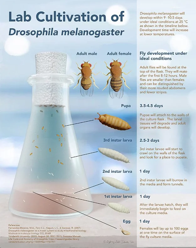 DrosophilaPoster_web.jpg
